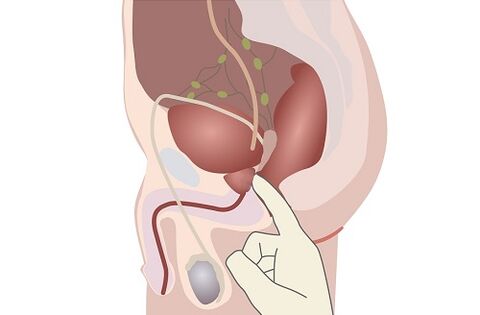 anatomy sa lalaki nga prostate